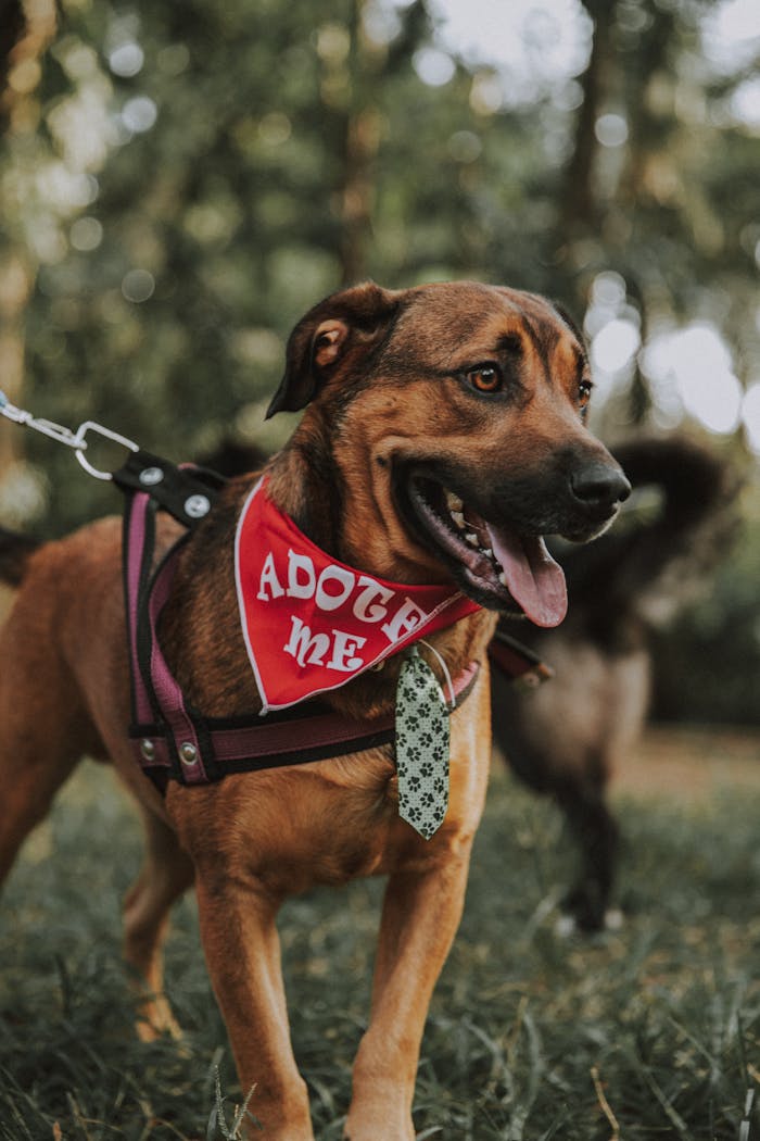 Adoptable brown dog with red bandana and a cute tie in São Paulo park